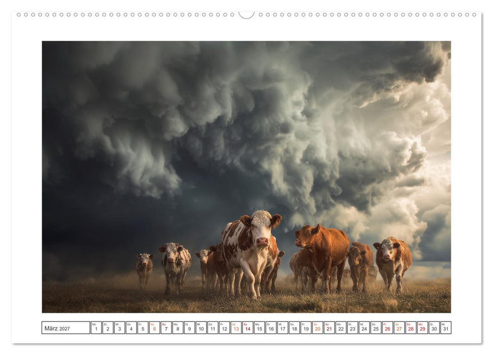 Die edle Kuh (CALVENDO Premium Wandkalender 2027)
