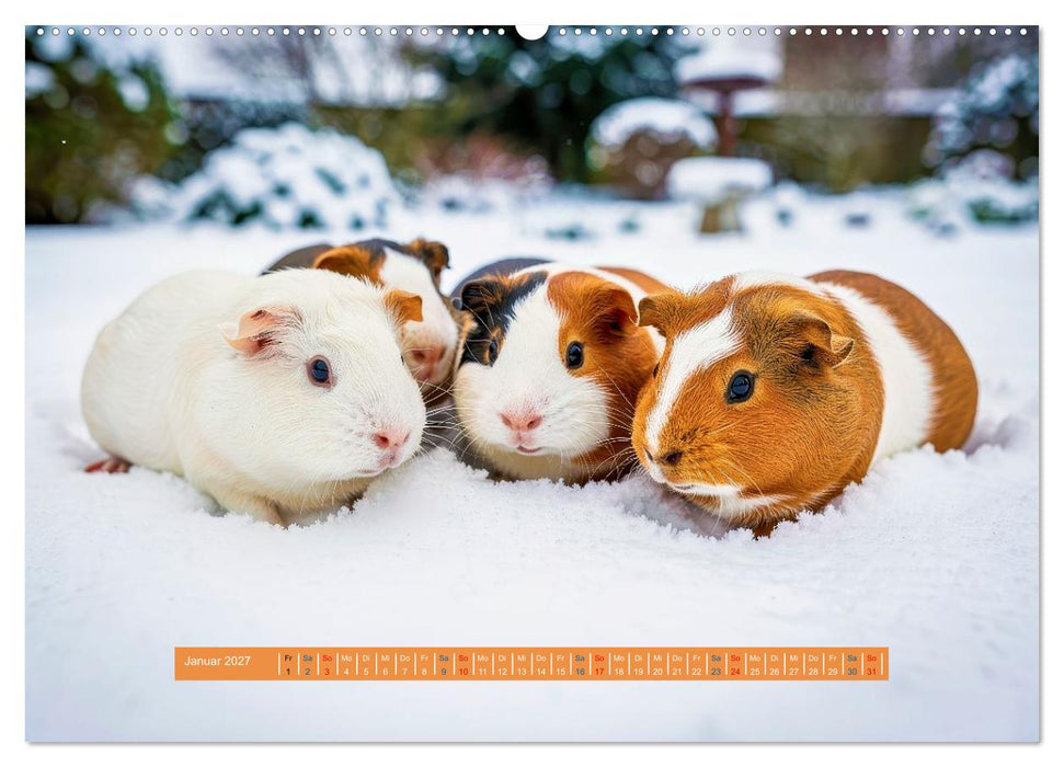 Kleine süße Meerschweinchen (CALVENDO Wandkalender 2027)