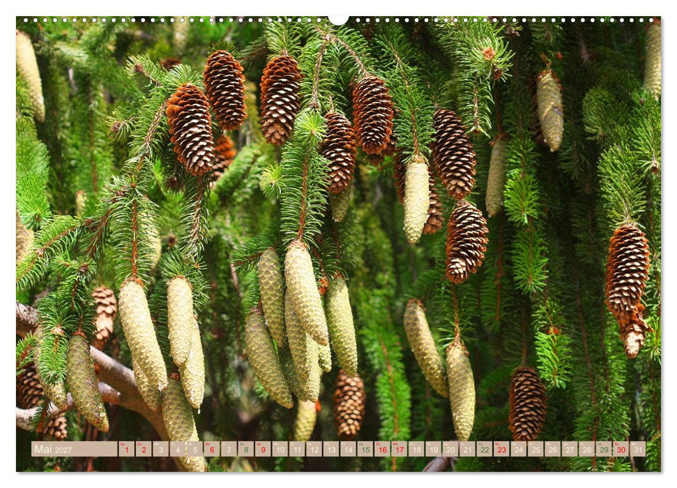 Faszinierende Pflanzenwelt (CALVENDO Wandkalender 2027)