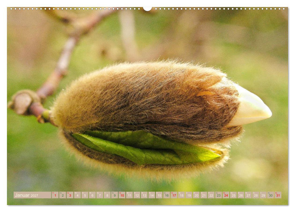 Faszinierende Pflanzenwelt (CALVENDO Premium Wandkalender 2027)