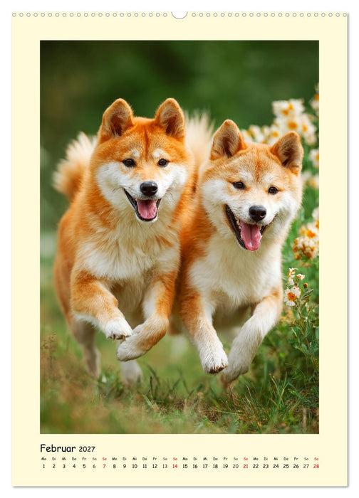 Shiba Inu Momente. Japans elegante Seelenhunde (CALVENDO Wandkalender 2027)