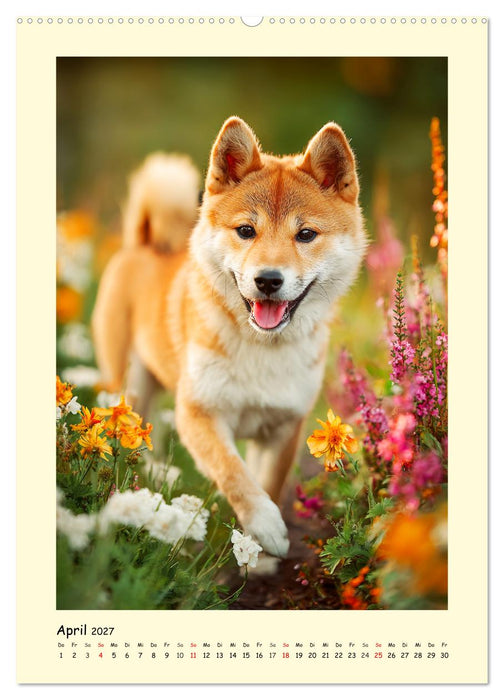 Shiba Inu Momente. Japans elegante Seelenhunde (CALVENDO Wandkalender 2027)