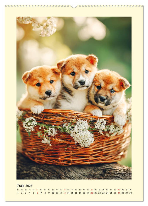 Shiba Inu Momente. Japans elegante Seelenhunde (CALVENDO Wandkalender 2027)