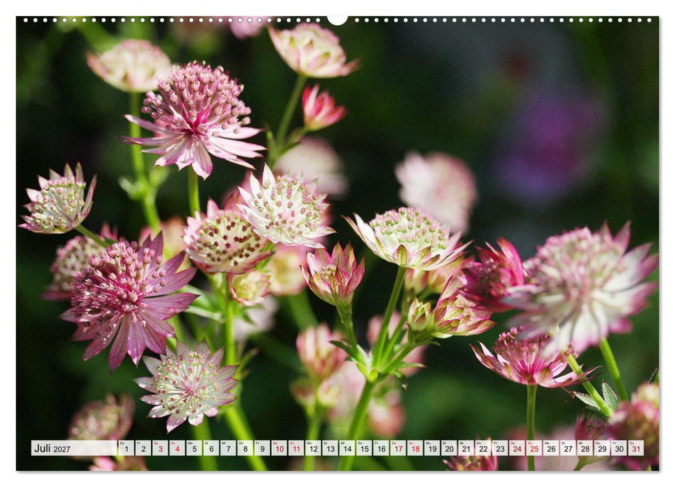 Blumen, bunt gemischt (CALVENDO Premium Wandkalender 2027)