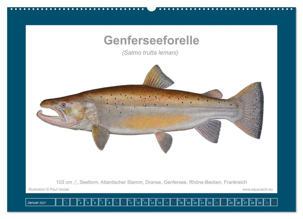 Fisch als Kunst 2027: Seeforellen (CALVENDO Wandkalender 2027)