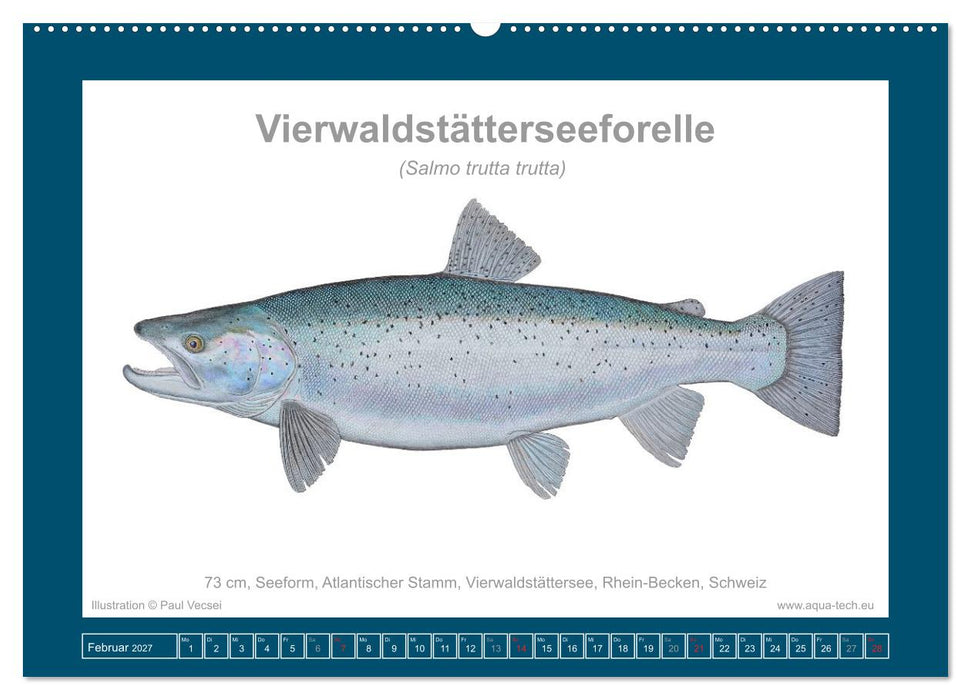 Fisch als Kunst 2027: Seeforellen (CALVENDO Wandkalender 2027)