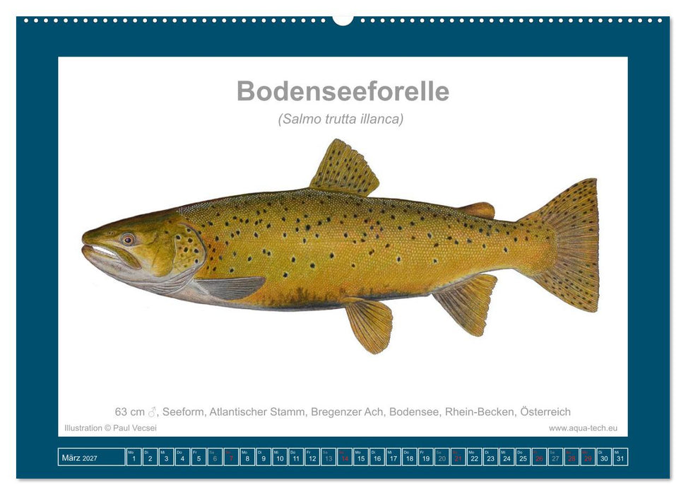 Fisch als Kunst 2027: Seeforellen (CALVENDO Wandkalender 2027)