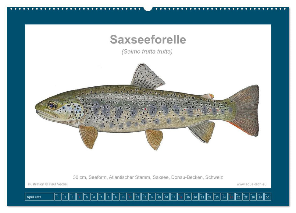Fisch als Kunst 2027: Seeforellen (CALVENDO Wandkalender 2027)