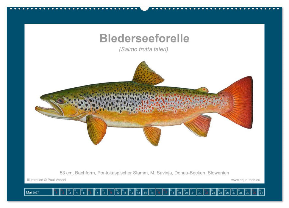 Fisch als Kunst 2027: Seeforellen (CALVENDO Wandkalender 2027)