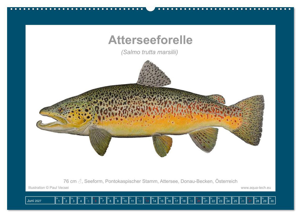 Fisch als Kunst 2027: Seeforellen (CALVENDO Wandkalender 2027)