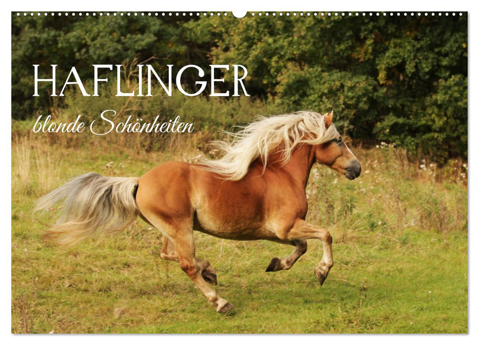 Haflinger - blonde Schönheiten (CALVENDO Wandkalender 2027)