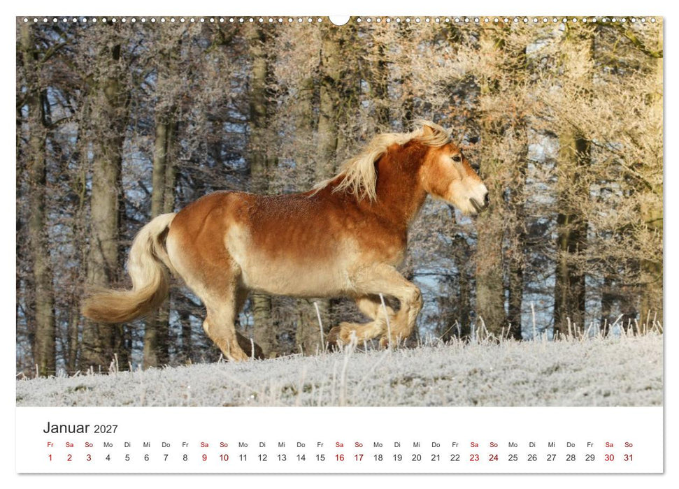 Haflinger - blonde Schönheiten (CALVENDO Wandkalender 2027)