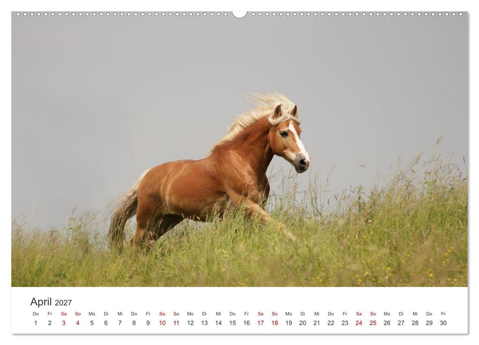 Haflinger - blonde Schönheiten (CALVENDO Wandkalender 2027)