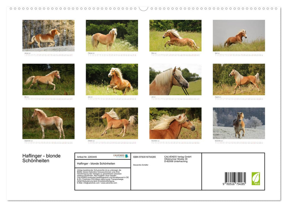 Haflinger - blonde Schönheiten (CALVENDO Premium Wandkalender 2027)