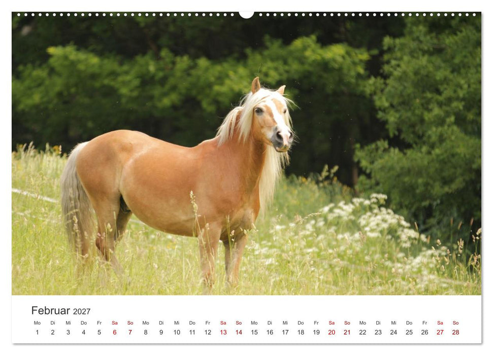 Haflinger - blonde Schönheiten (CALVENDO Premium Wandkalender 2027)