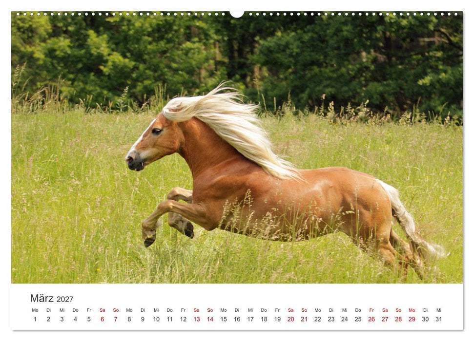 Haflinger - blonde Schönheiten (CALVENDO Premium Wandkalender 2027)