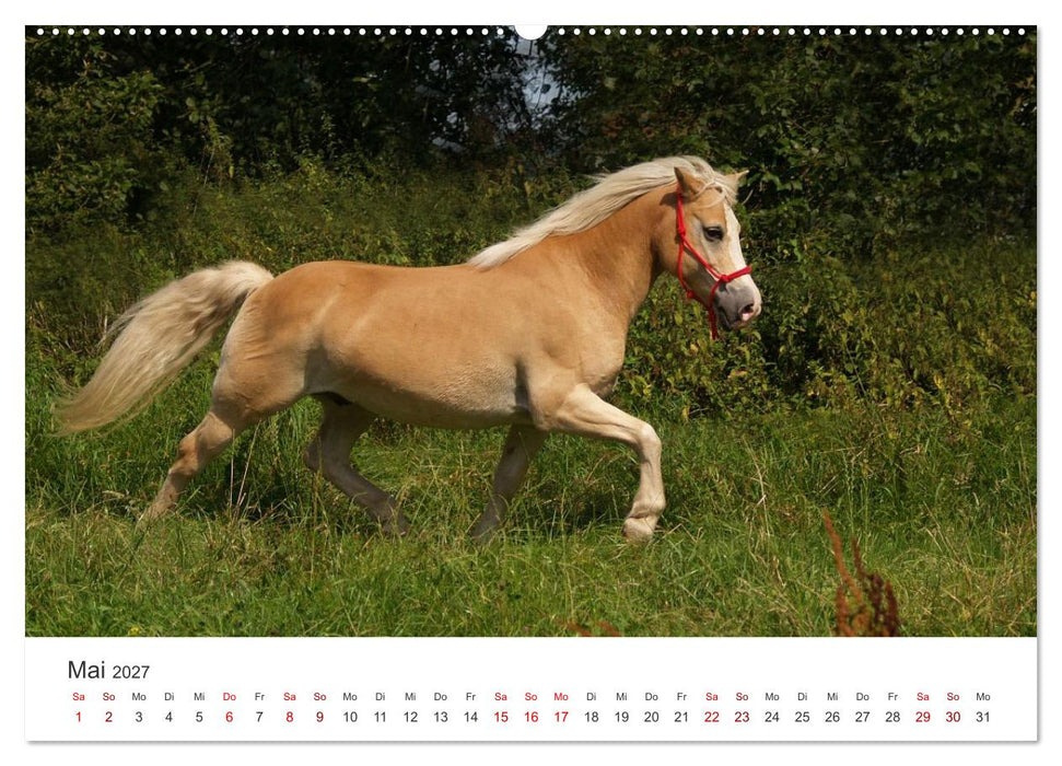 Haflinger - blonde Schönheiten (CALVENDO Premium Wandkalender 2027)
