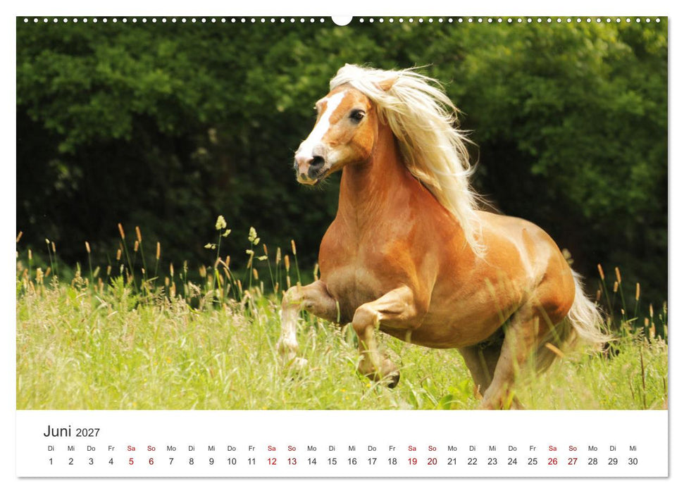 Haflinger - blonde Schönheiten (CALVENDO Premium Wandkalender 2027)