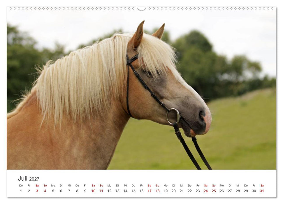 Haflinger - blonde Schönheiten (CALVENDO Premium Wandkalender 2027)