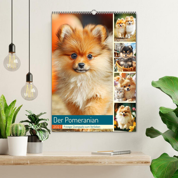 Der Pomeranian. Putziger Zwergspitz zum Verlieben (CALVENDO Wandkalender 2027)