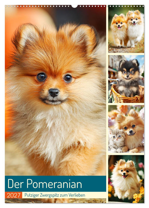 Der Pomeranian. Putziger Zwergspitz zum Verlieben (CALVENDO Wandkalender 2027)