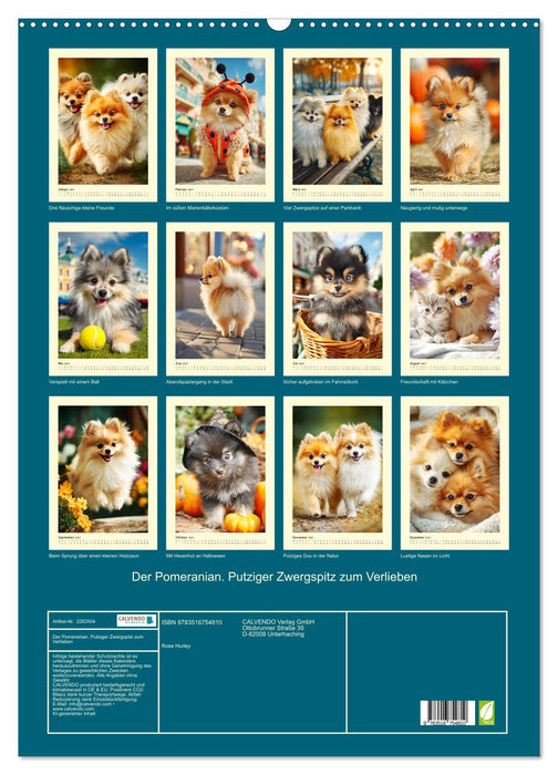 Der Pomeranian. Putziger Zwergspitz zum Verlieben (CALVENDO Wandkalender 2027)