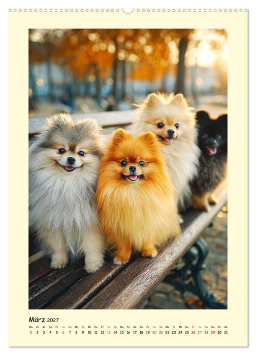 Der Pomeranian. Putziger Zwergspitz zum Verlieben (CALVENDO Wandkalender 2027)