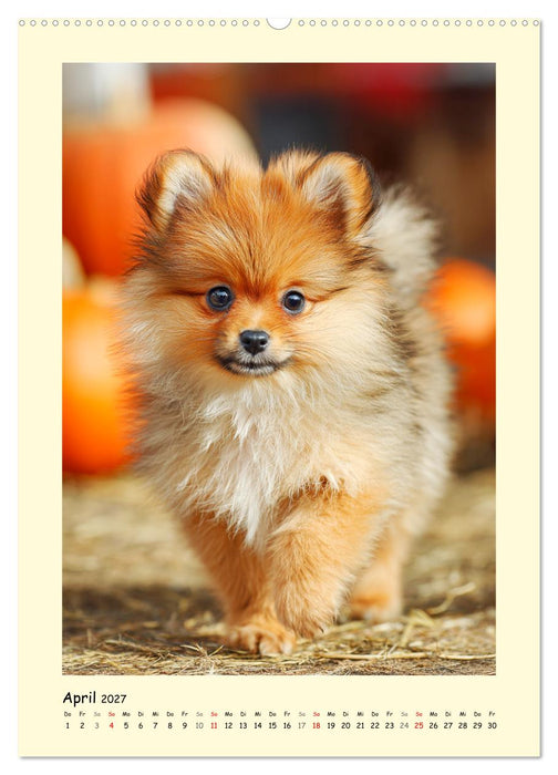 Der Pomeranian. Putziger Zwergspitz zum Verlieben (CALVENDO Wandkalender 2027)