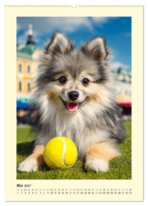 Der Pomeranian. Putziger Zwergspitz zum Verlieben (CALVENDO Wandkalender 2027)