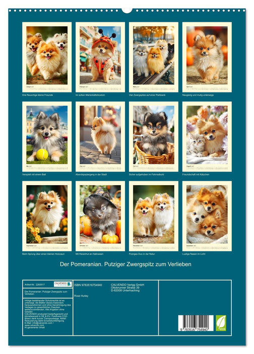 Der Pomeranian. Putziger Zwergspitz zum Verlieben (CALVENDO Premium Wandkalender 2027)