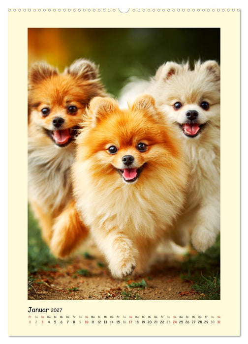 Der Pomeranian. Putziger Zwergspitz zum Verlieben (CALVENDO Premium Wandkalender 2027)