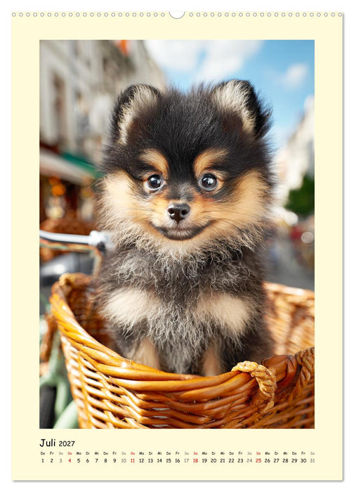 Der Pomeranian. Putziger Zwergspitz zum Verlieben (CALVENDO Premium Wandkalender 2027)