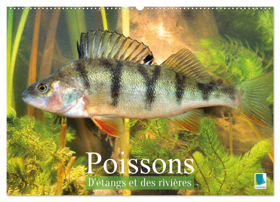 Poissons : d'étangs et des rivières (CALVENDO Calendrier mensuel 2027)