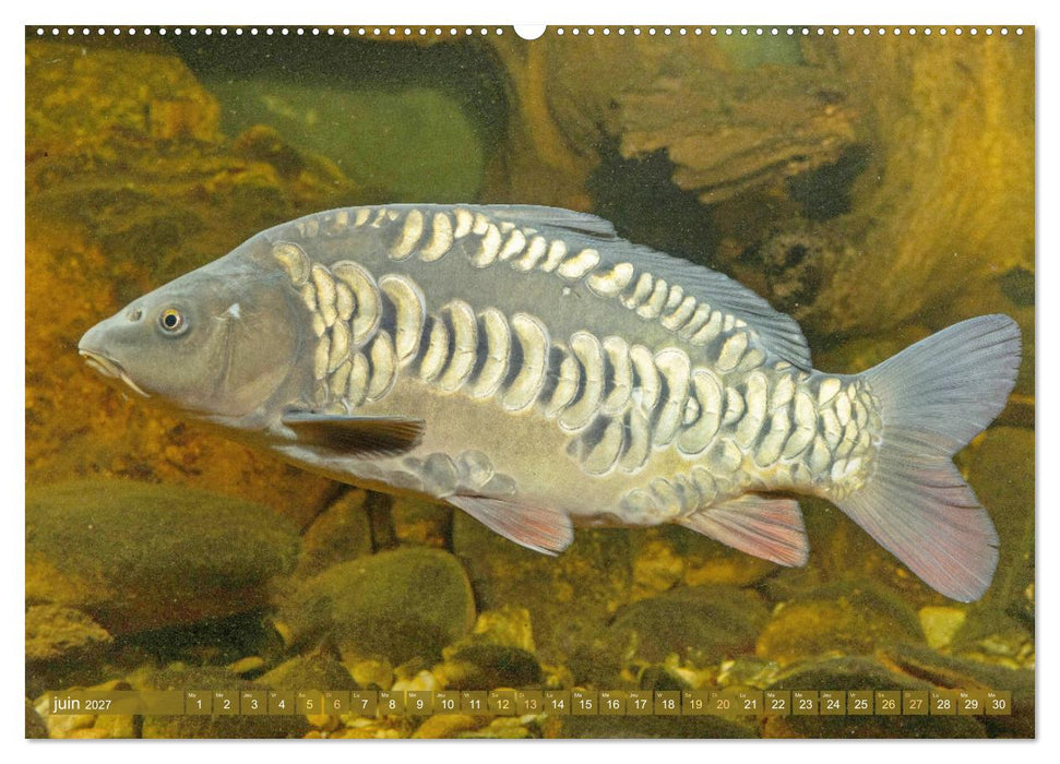Poissons : d'étangs et des rivières (CALVENDO Calendrier mensuel 2027)