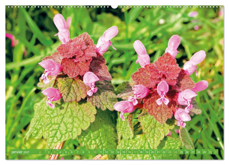 Fleurs du jardin aromatique (CALVENDO Calendrier mensuel 2027)