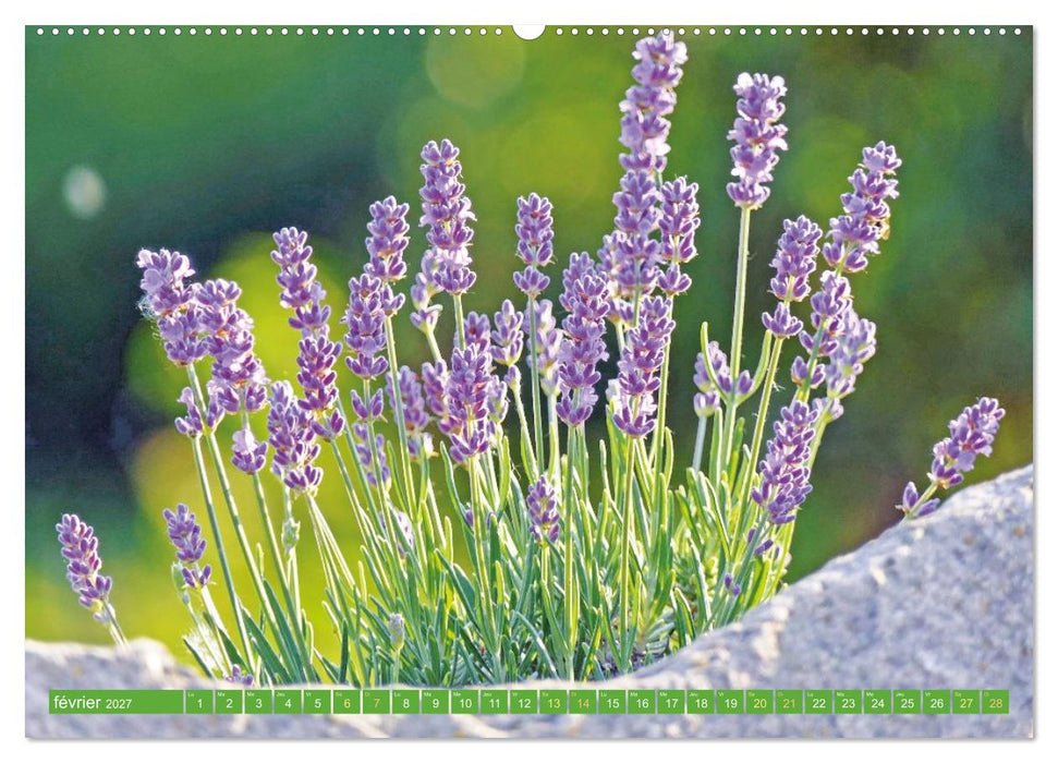 Fleurs du jardin aromatique (CALVENDO Calendrier mensuel 2027)