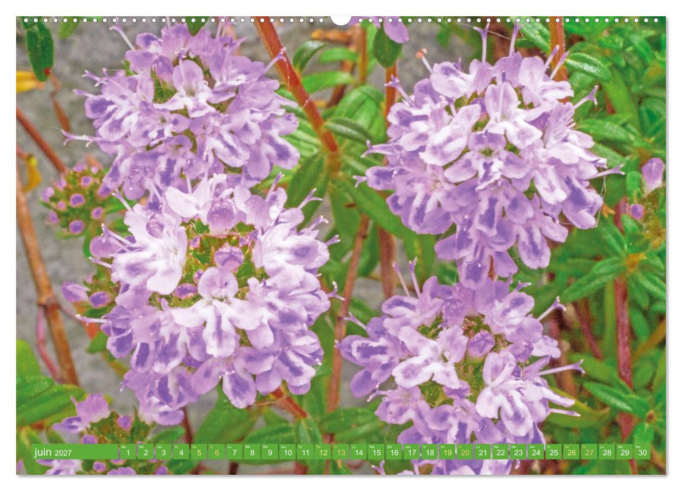 Fleurs du jardin aromatique (CALVENDO Calendrier mensuel 2027)
