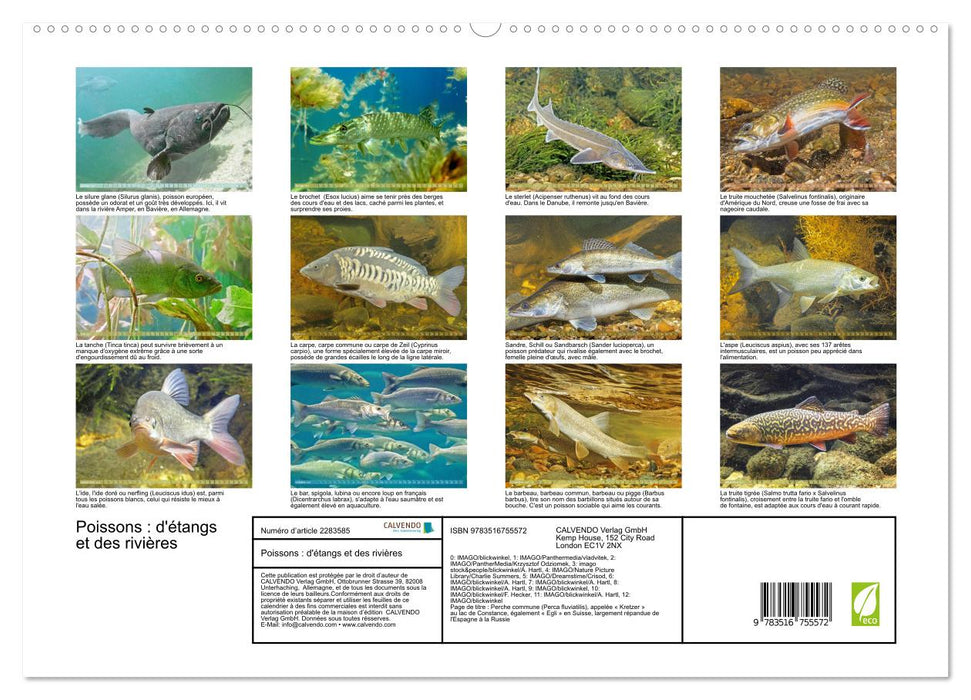 Poissons : d'étangs et des rivières (CALVENDO Calendrier supérieur 2027)