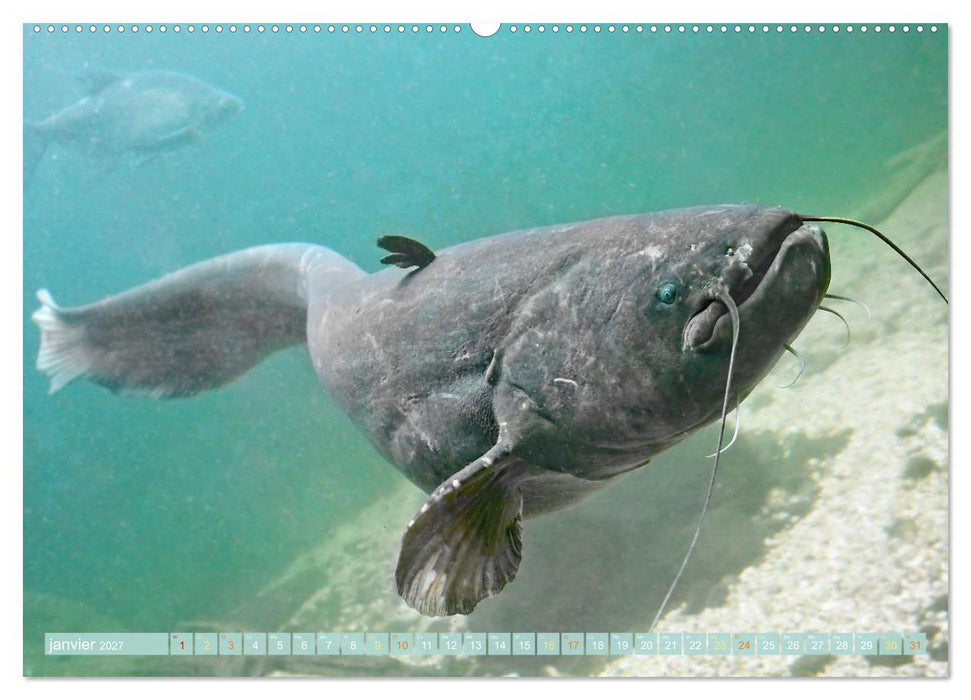 Poissons : d'étangs et des rivières (CALVENDO Calendrier supérieur 2027)