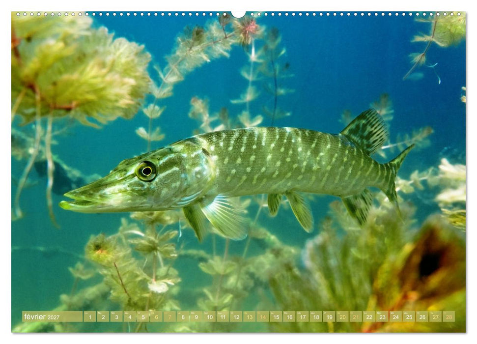 Poissons : d'étangs et des rivières (CALVENDO Calendrier supérieur 2027)