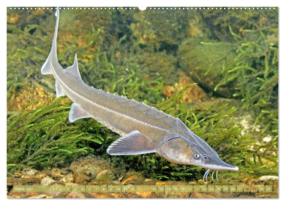 Poissons : d'étangs et des rivières (CALVENDO Calendrier supérieur 2027)
