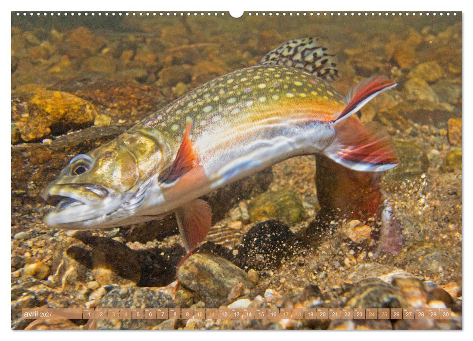 Poissons : d'étangs et des rivières (CALVENDO Calendrier supérieur 2027)
