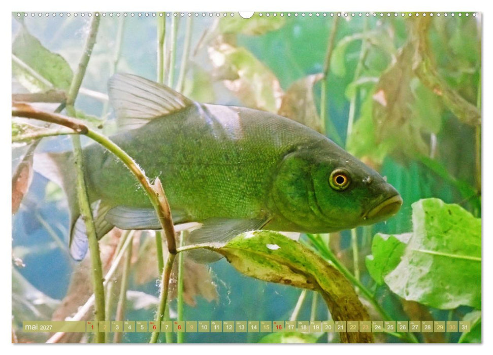 Poissons : d'étangs et des rivières (CALVENDO Calendrier supérieur 2027)