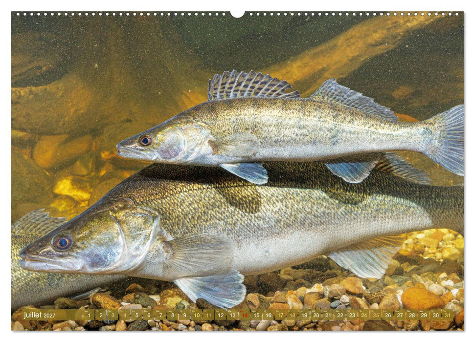 Poissons : d'étangs et des rivières (CALVENDO Calendrier supérieur 2027)
