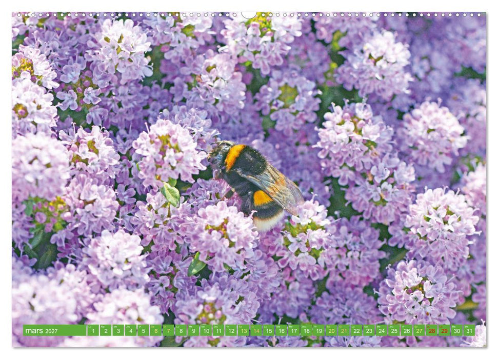 Fleurs du jardin aromatique (CALVENDO Calendrier supérieur 2027)