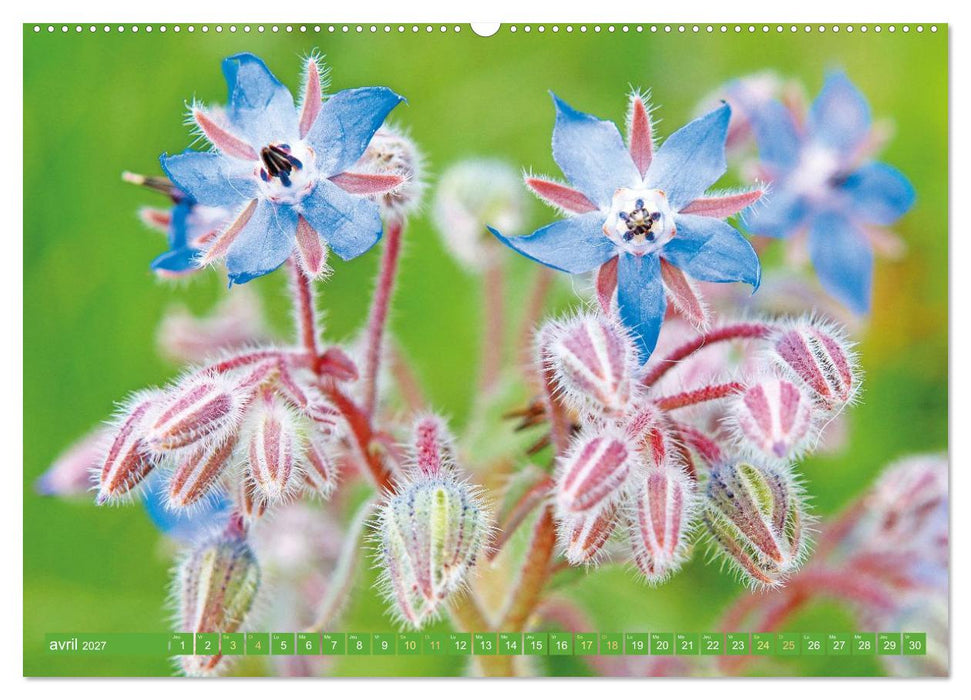 Fleurs du jardin aromatique (CALVENDO Calendrier supérieur 2027)