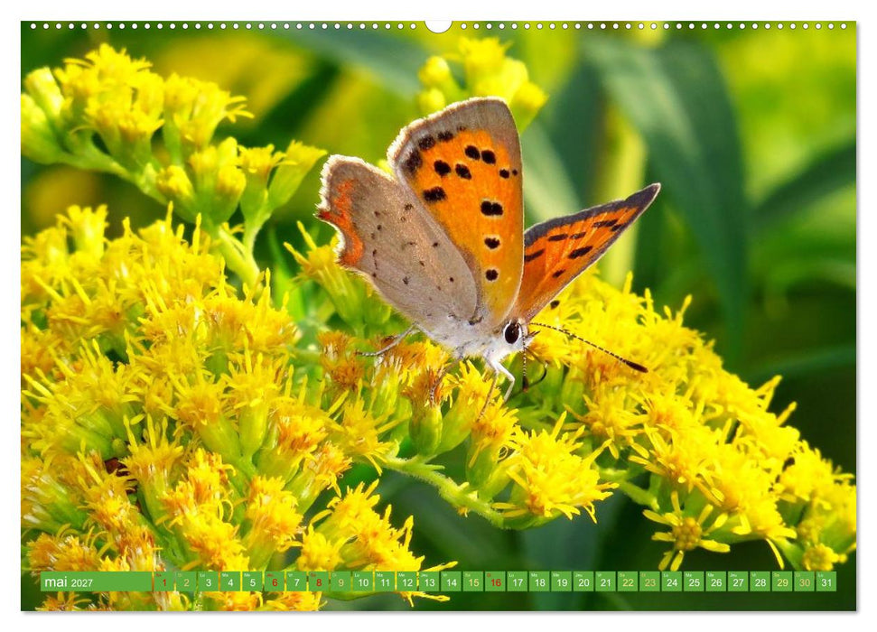 Fleurs du jardin aromatique (CALVENDO Calendrier supérieur 2027)