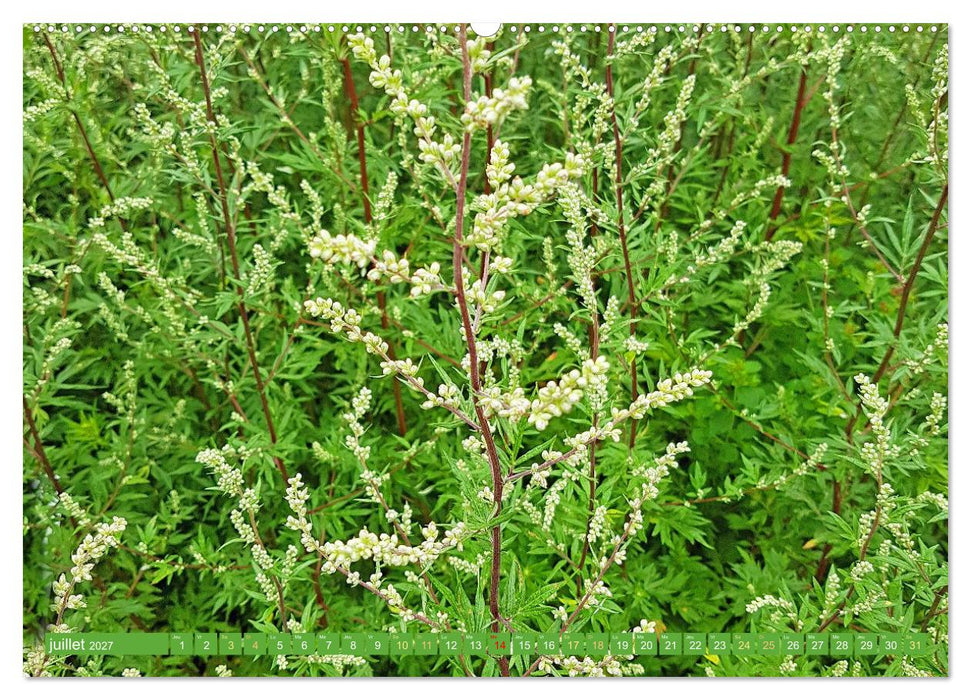 Fleurs du jardin aromatique (CALVENDO Calendrier supérieur 2027)