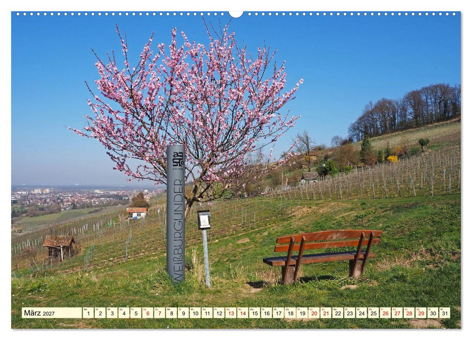Bensheim an der Bergstraße Mandelblüte, Wein und Fachwerk (CALVENDO Wandkalender 2027)