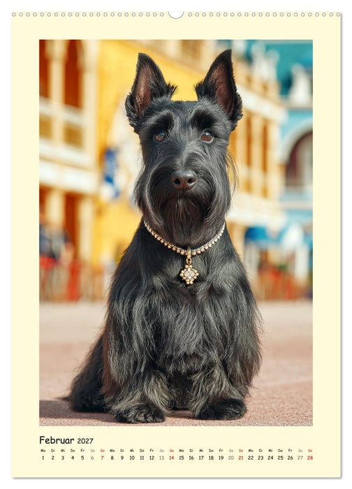 Scottish Terrier. Würdevoller und robuster Gentlemen (CALVENDO Wandkalender 2027)